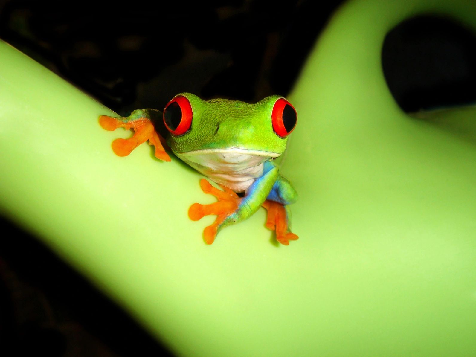 Dart frog eating a wingless fruit fly in a lush vivarium — nutritious feeder insects from FlyCafe
