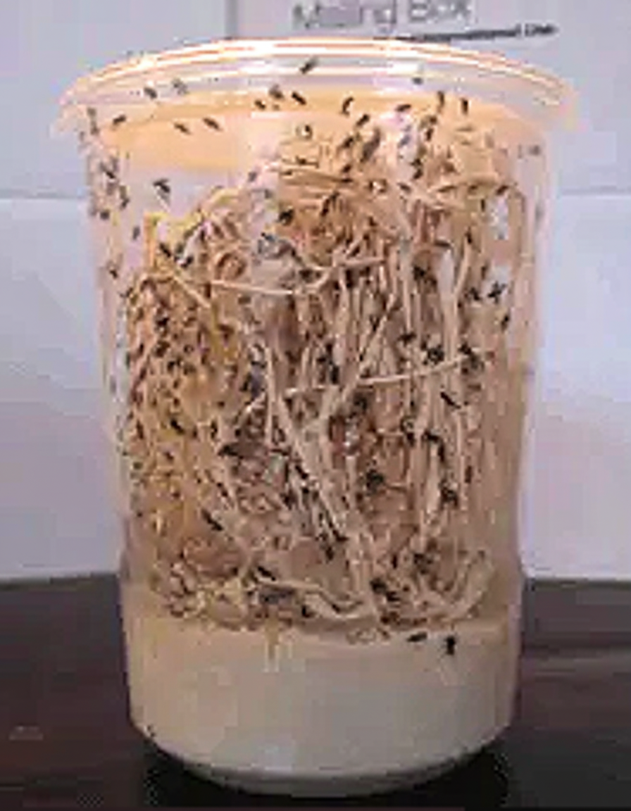FlyCafe 32oz wingless fruit fly culture jar — small-batch mold-resistant Ultimate Fruit Fly Media for dart frog vivarium feeders