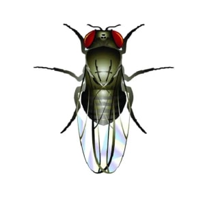 Flightless Fruit Fly Culture D. Hydei - 32oz