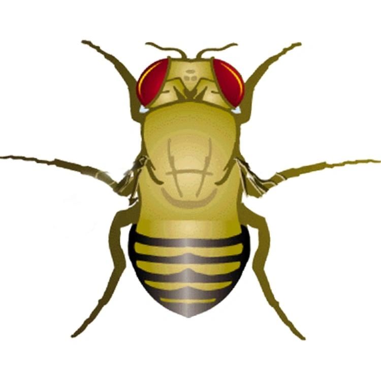 Wingless Fruit Fly Culture D. Melanogaster - 32oz