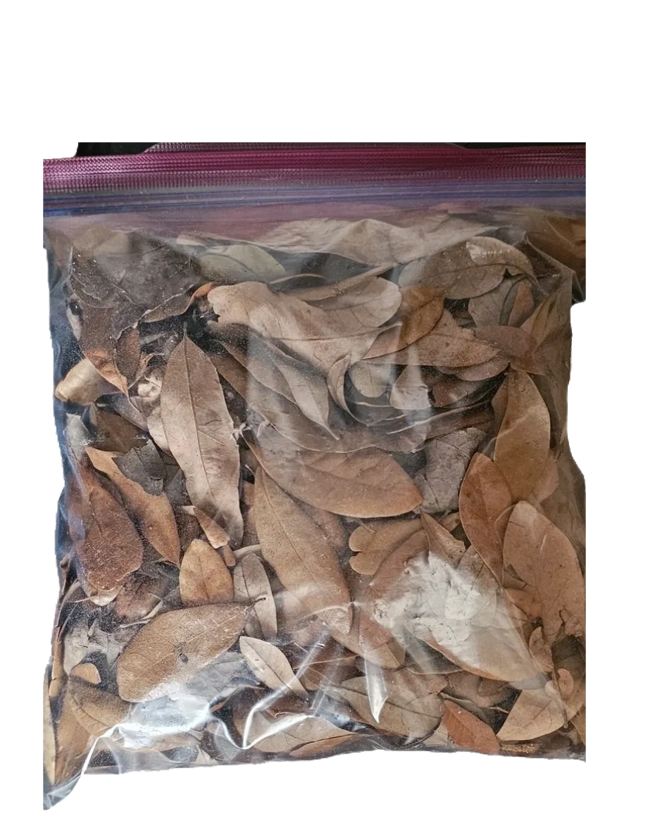 Oak Leaves 1 Gallon Bag